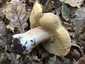 Ízletes vargánya (Boletus edulis), Somogy
